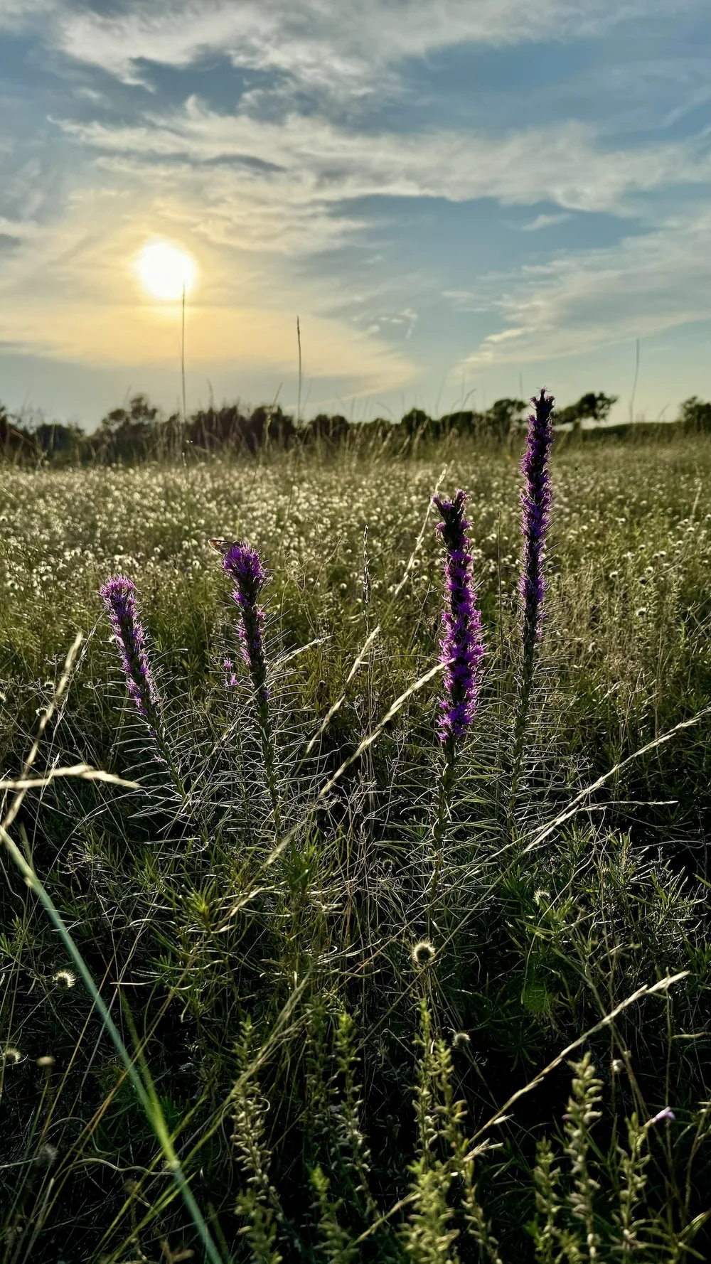   Dotted Gayfeather   Liatris punctata)  are blooming again after the rain and cooler temps.  