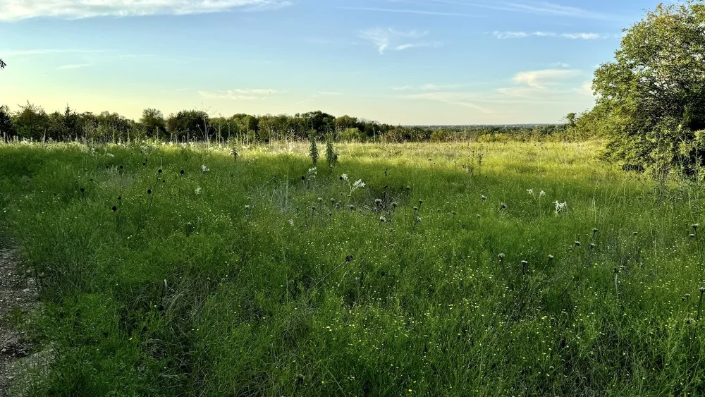 The view from the Outdoor Classroom looking NW. Prairie Broomweed, False Gaura and Arkansas Yucca dominate. 