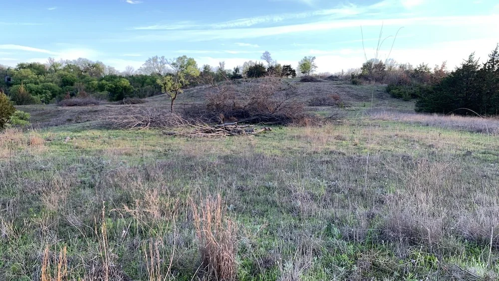  Tree limbs piled up and ready for a burn. 