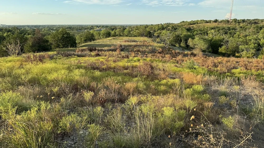  A former privet forest is cleared for a burn. 