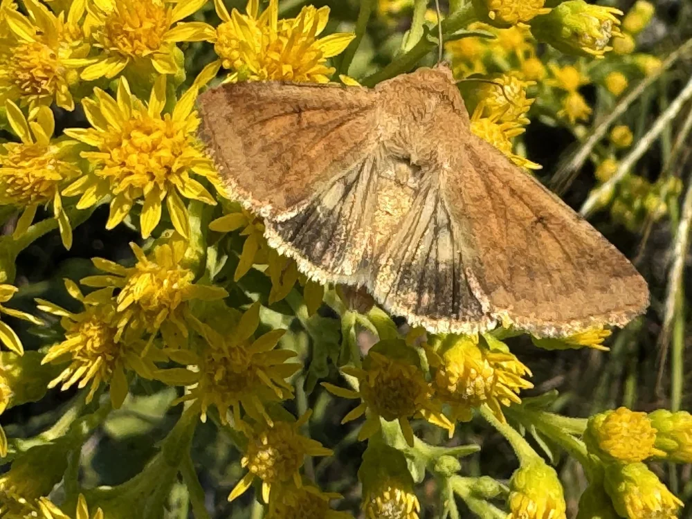   Corn Earworm Moth  ( Helicoverpa zea)  