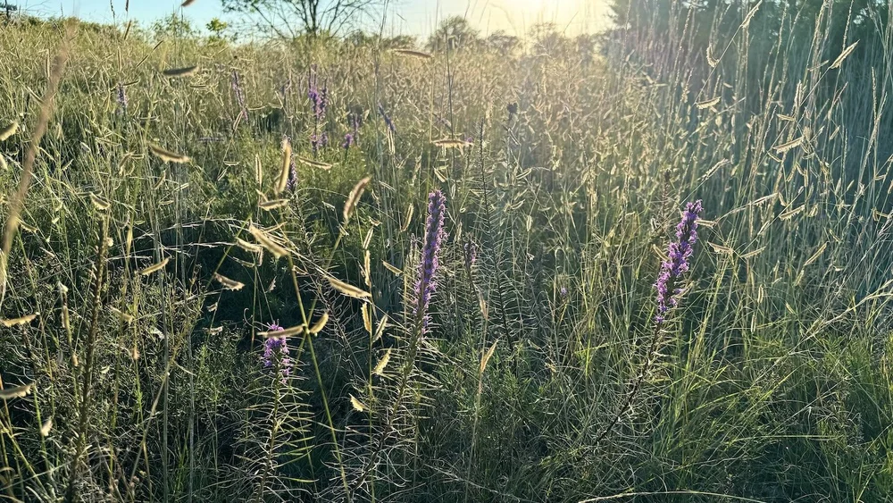  Hairy Grama grass 
