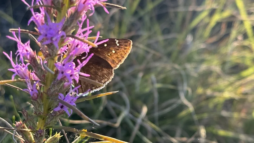   Horace's Duskywing  ( Erynnis horatius)     