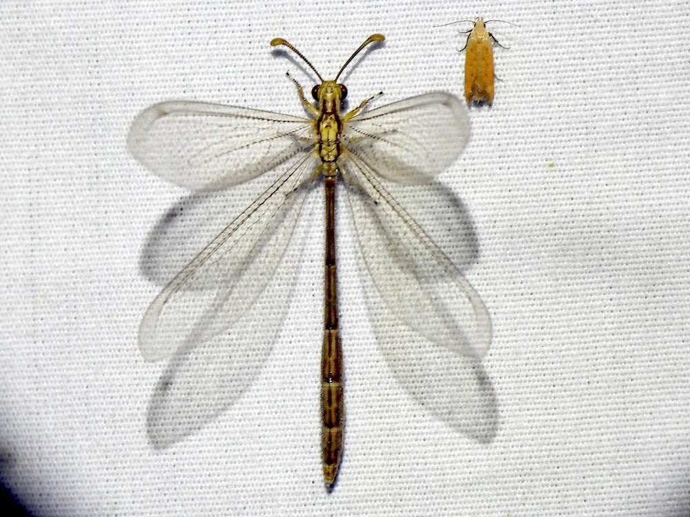   Bellied Antlion  ( Brachynemurus abdominalis ). Photo by, Sam Kieschnick 