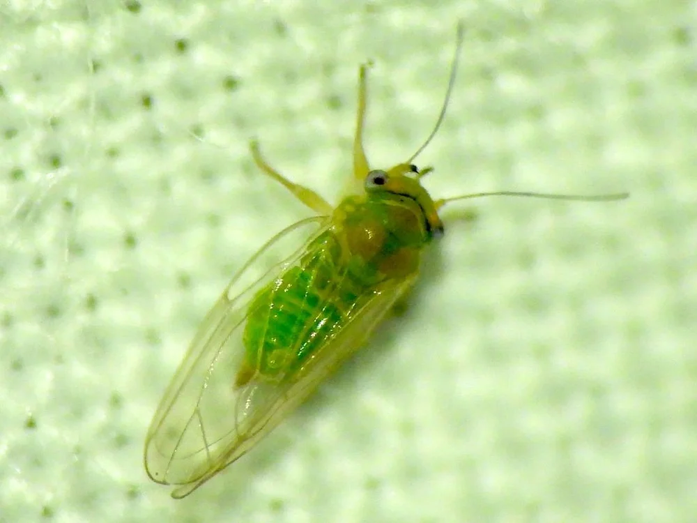   Mesquite Psyllid  ( Heteropsylla texana ) photo by Sam Kieschnick 