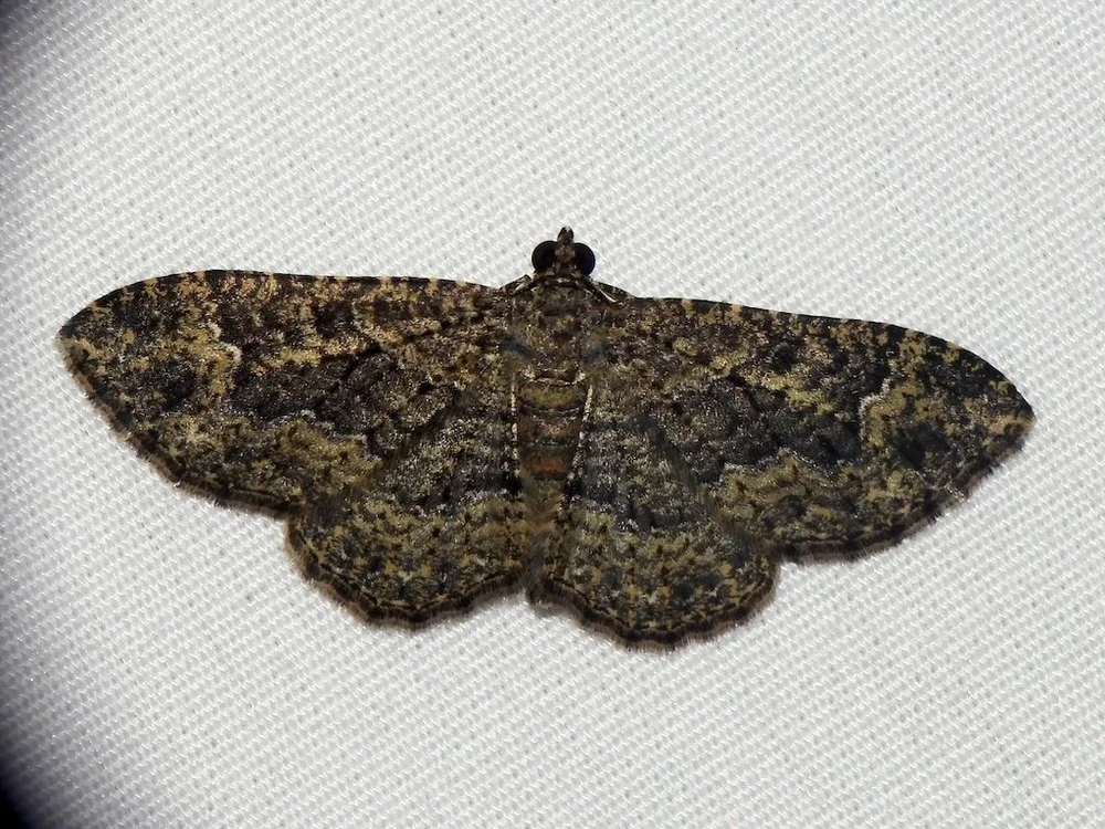  Somber Carpet Moth (Disclisioprocta stellata) photo by Sam Kieschnick 