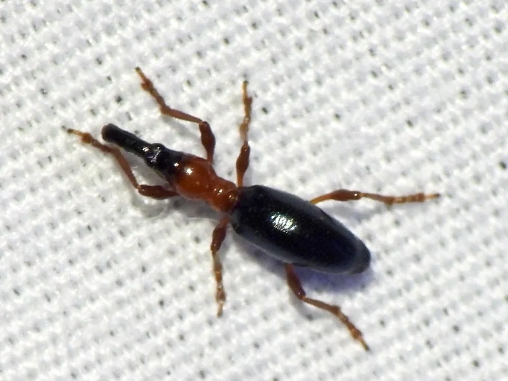   Sweet Potato Weevil  ( Cylas formicarius ) photo by Sam Kieschnick 
