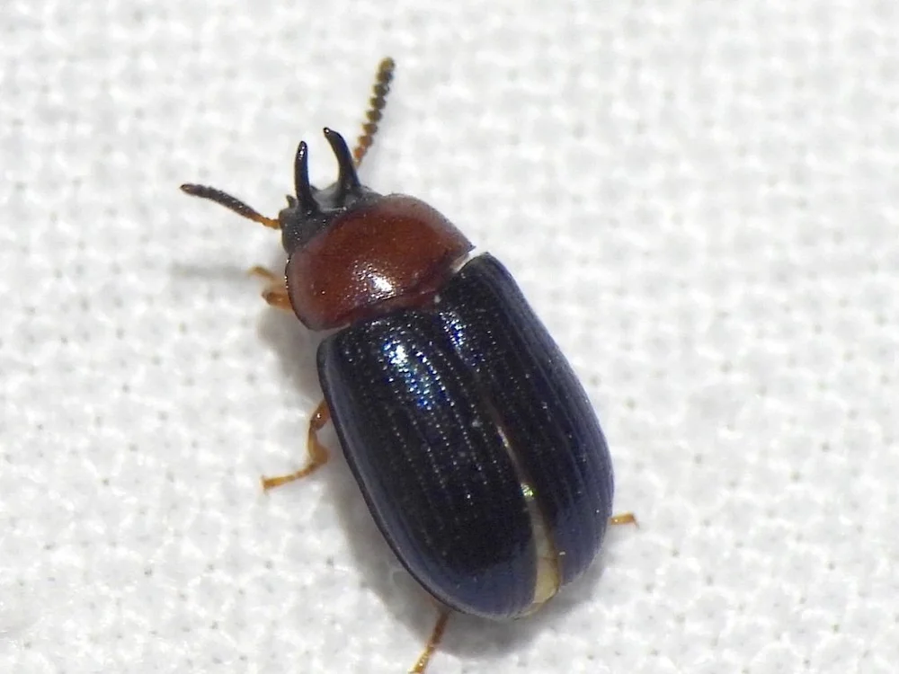   Two-horned Darkling Beetle  ( Neomida bicornis ) photo by Sam Kieschnick 