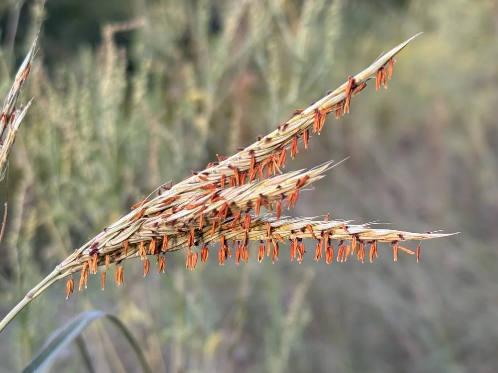  Big Bluestem Grass  ( Andropogon gerardi ) aka: Turkey-foot 