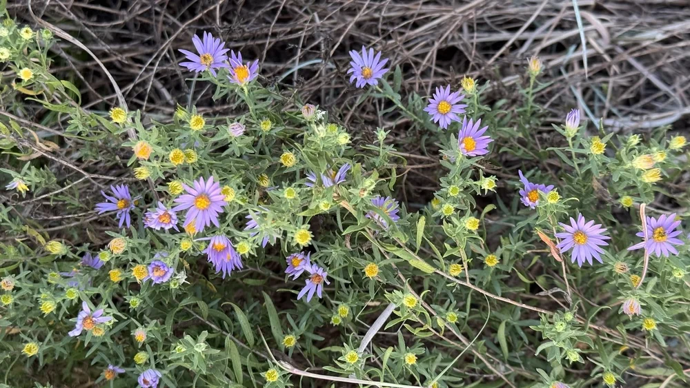   Aromatic Aster  ( Symphyotrichum oblongifolium ) 