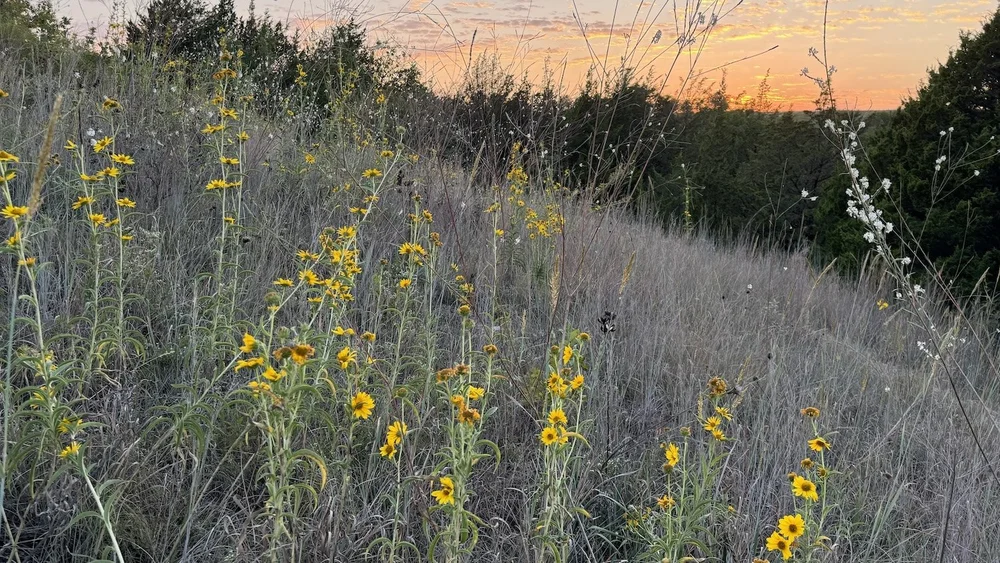   Maximilian Sunflower  ( Helianthus maximiliani ) and  False Gaura  ( Oenothera glaucifolia ) among October skies. 