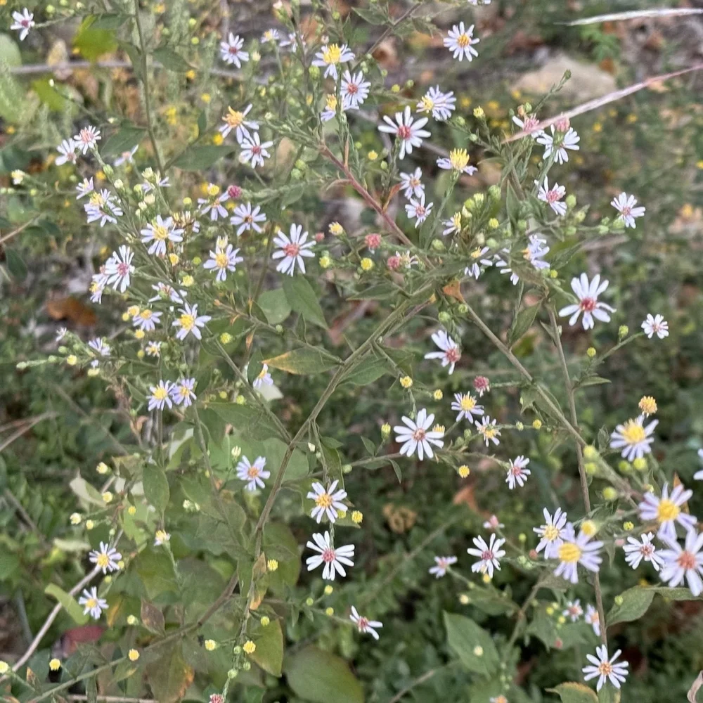   Drummond's Aster  ( Symphyotrichum drummondii ) 