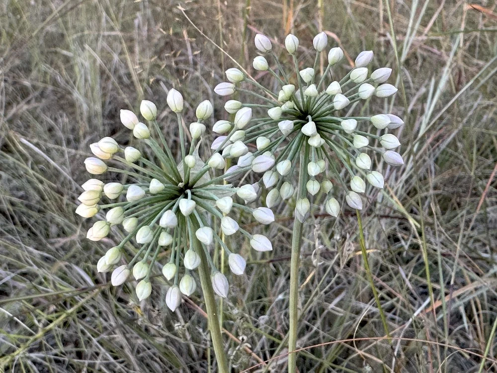   Prairie Onion  ( Allium stellatum ) 