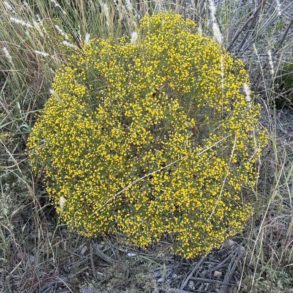   Prairie Broomweed  ( Amphiachyris dracunculoides ) shares the same family as Asters. 