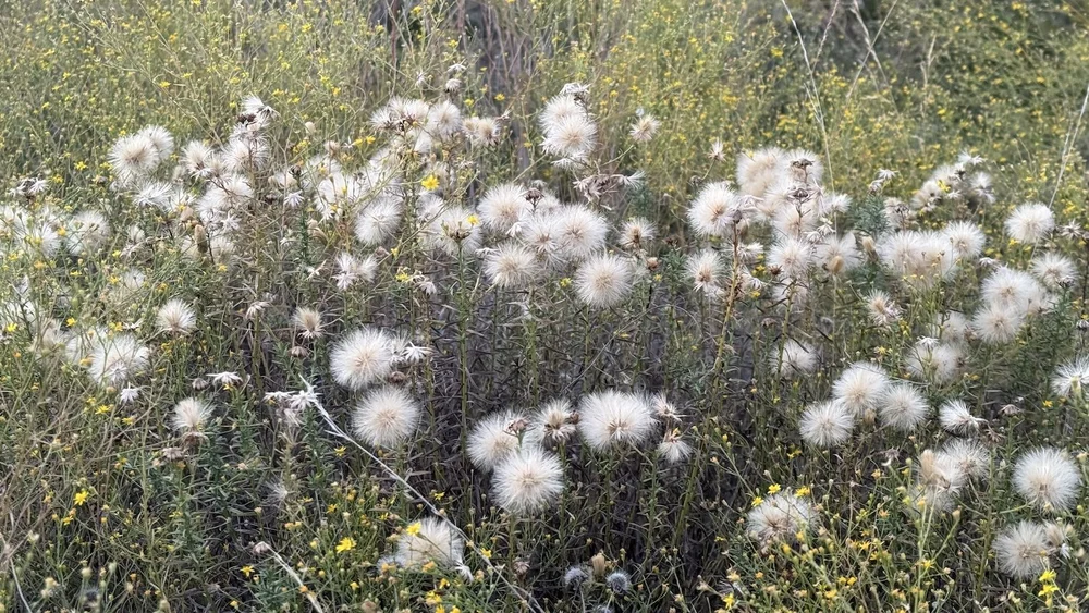   Prairie Falsewillow  ( Baccharis texana ) 