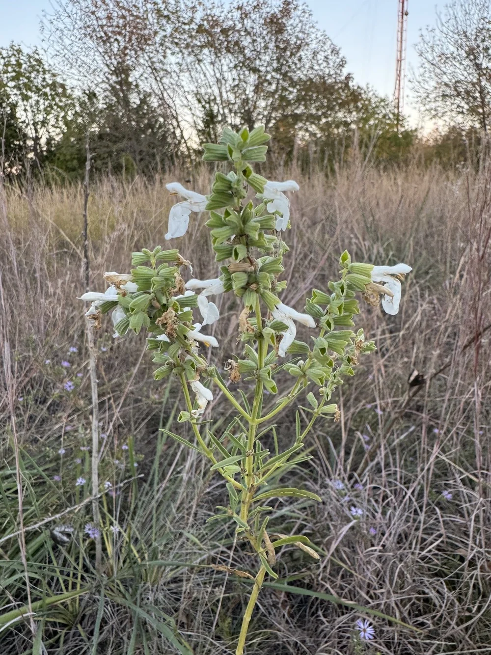   Giant Blue Sage  ( Salvia azurea ), an uncommon white variant. 
