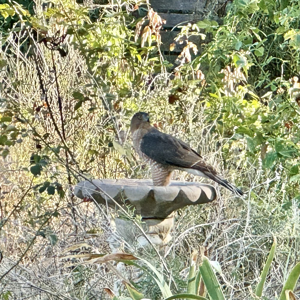   Cooper's Hawk , cooling its feet in our birdbath across from Tandy Hills on a 90 degree day. 