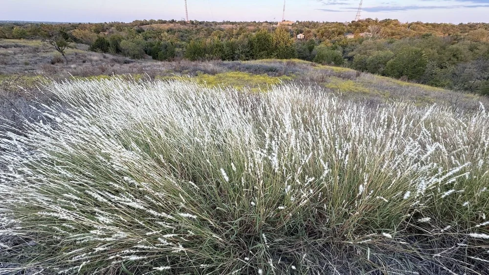   Silver Bluestem  ( Bothriochloa torreyana ) on a recently cleared scenic overlook. 