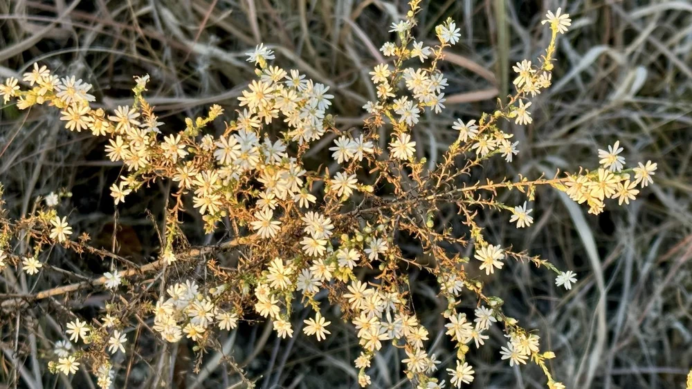   White Heath Aster  ( Symphyotrichum ericoides ) 
