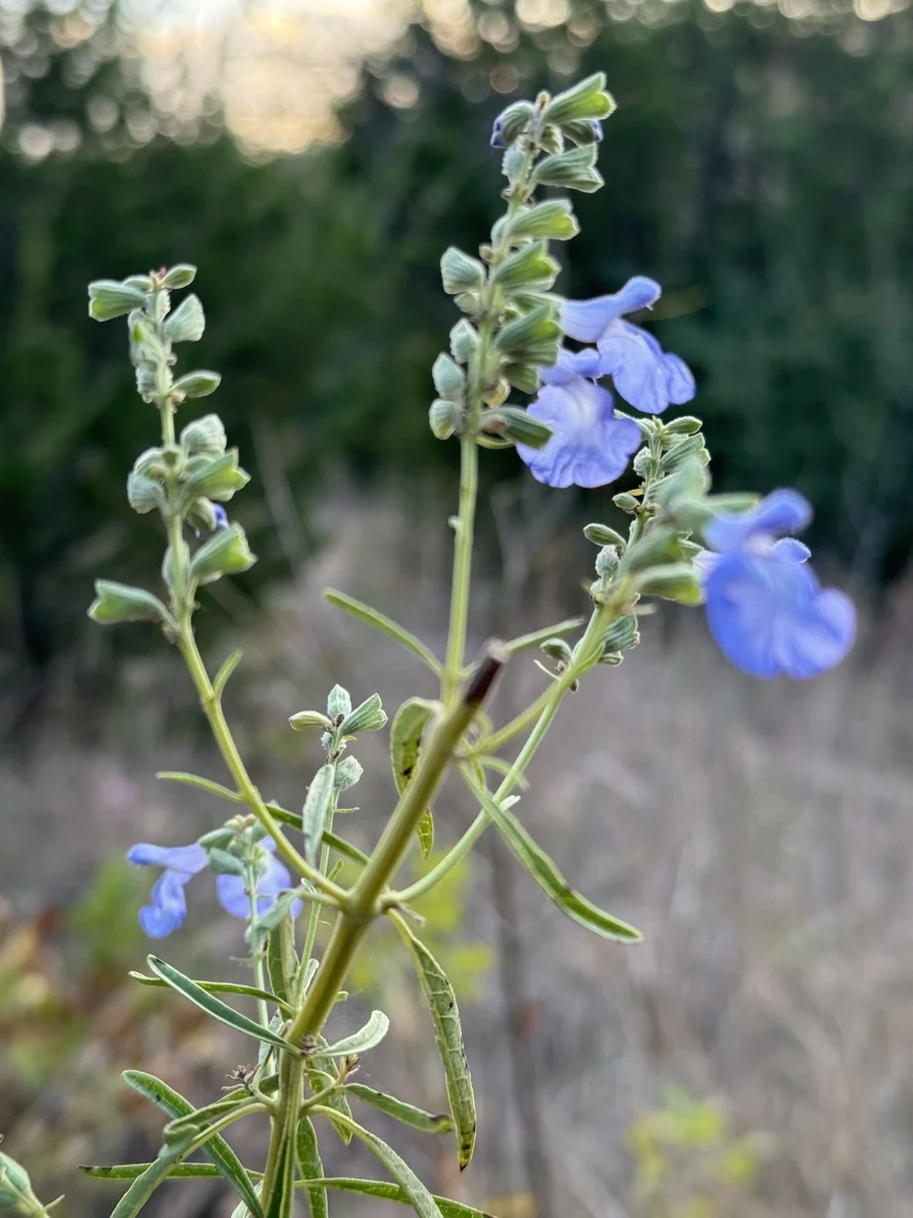  Giant Blue Sage  ( Salvia azurea ) 
