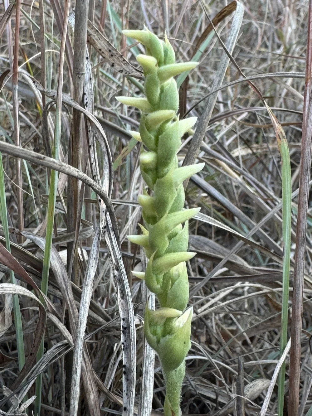  The first Orchid of 2024:  Nodding Ladies' Tresses Orchid  ( Spiranthes cernua ) 