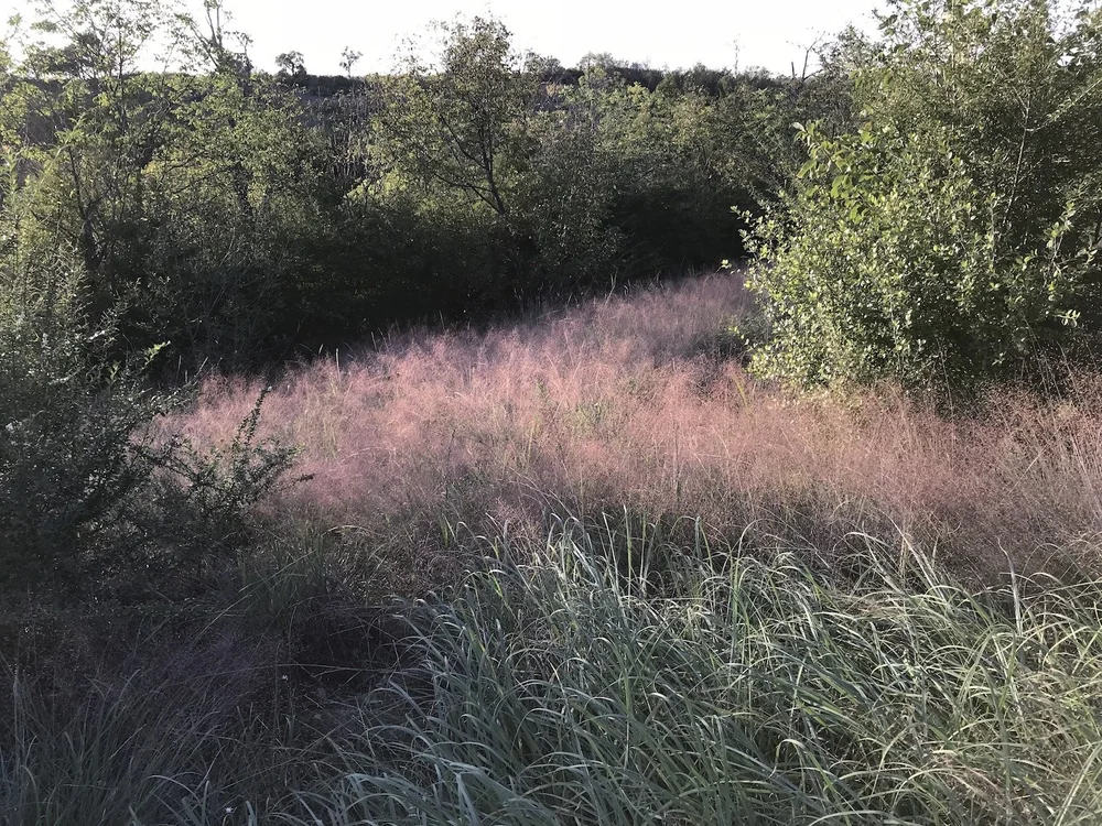  A very scary patch of the,  Ghost Grass of Autumn,  aka:  Seep Muhly  ( Muhlenbergia reverchonii)  