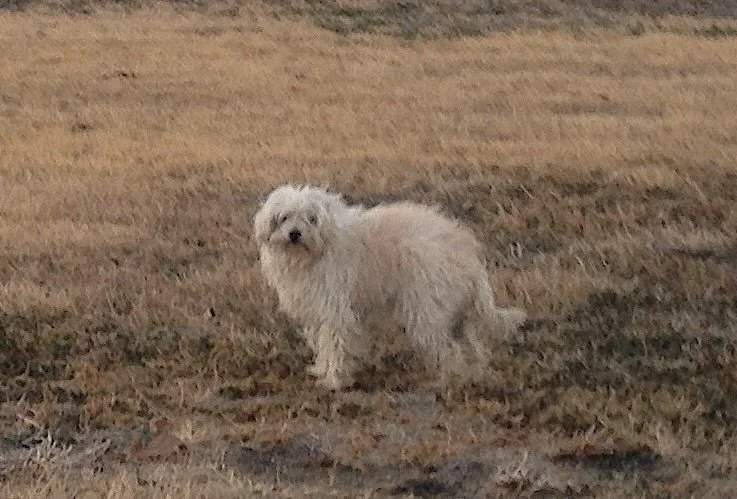   Ghost Dog of Tandy Hills , 2012 