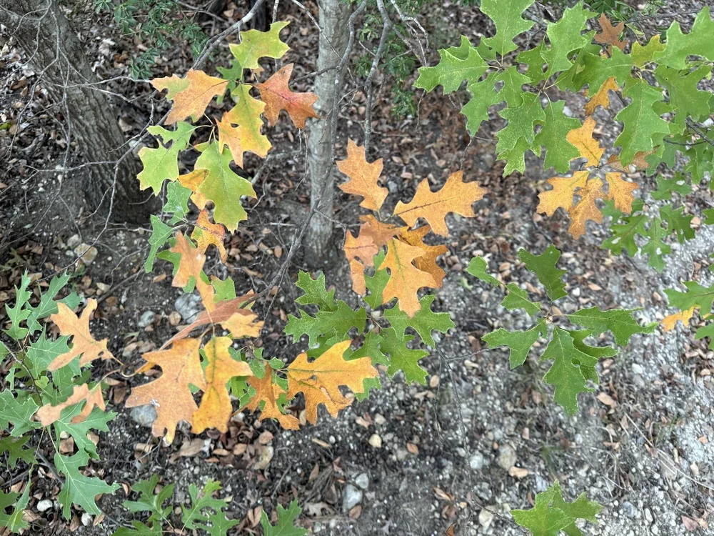  A touch of fall color in an  Oak Tree . 