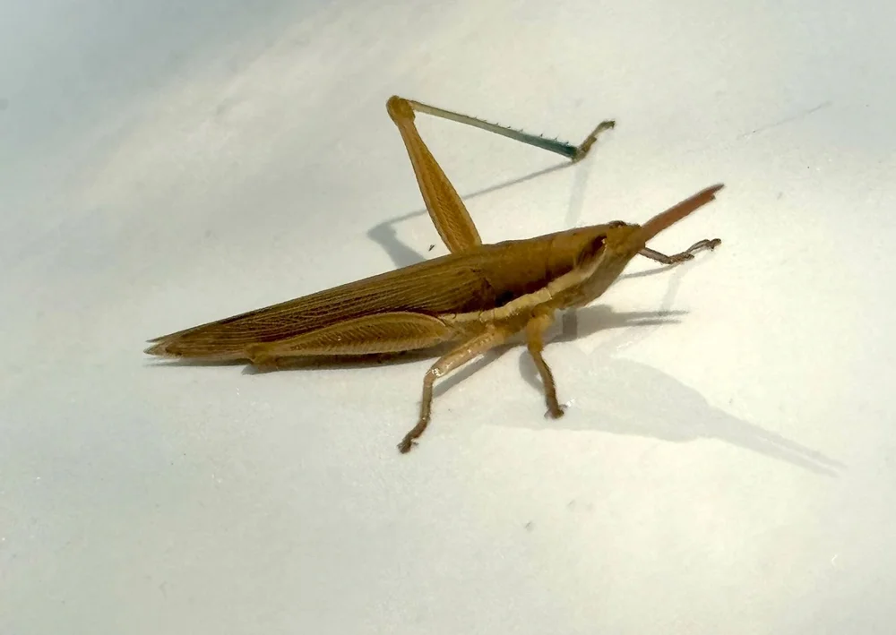   Cattail Toothpick Grasshopper  ( Leptysma marginicollis ). Photo by, Greg Hughes 