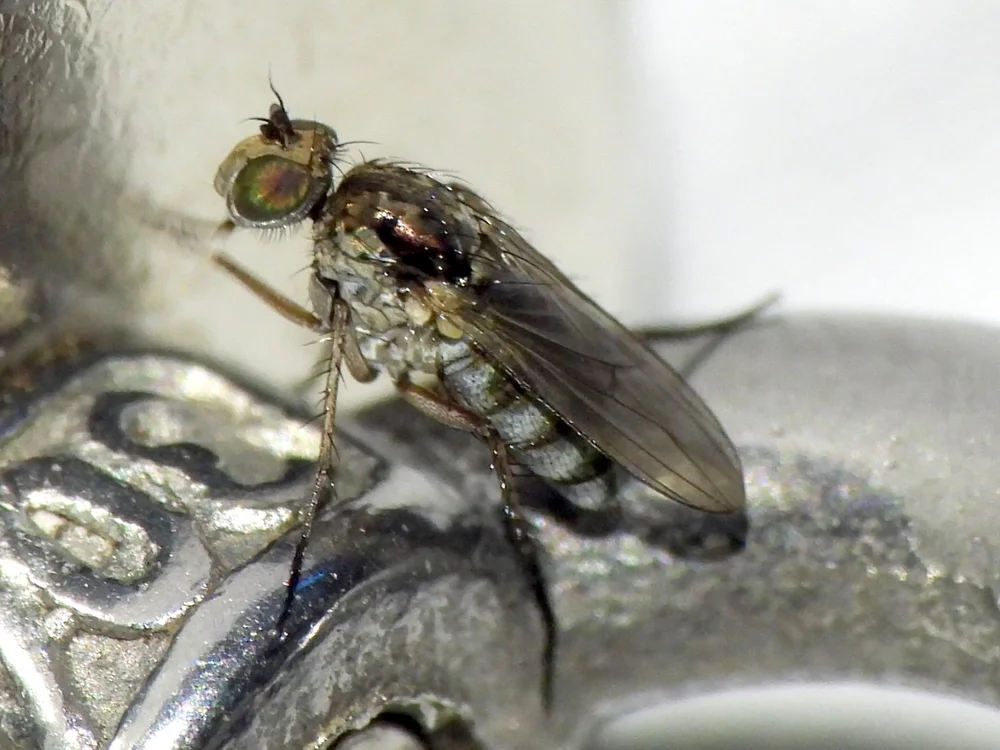   Long-legged Fly  ( Tachytrechus angustipennis ). Photo by, Sam Kieschnick 