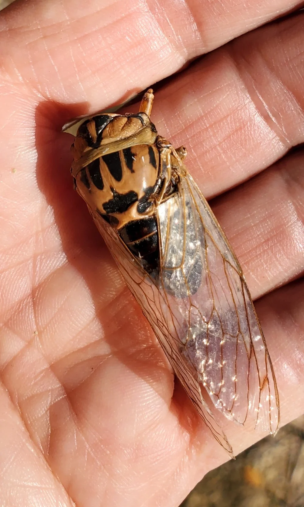   Scissor Grinder Cicada  ( Neotibicen pruinosus ). Photo by, Kate Morgan 