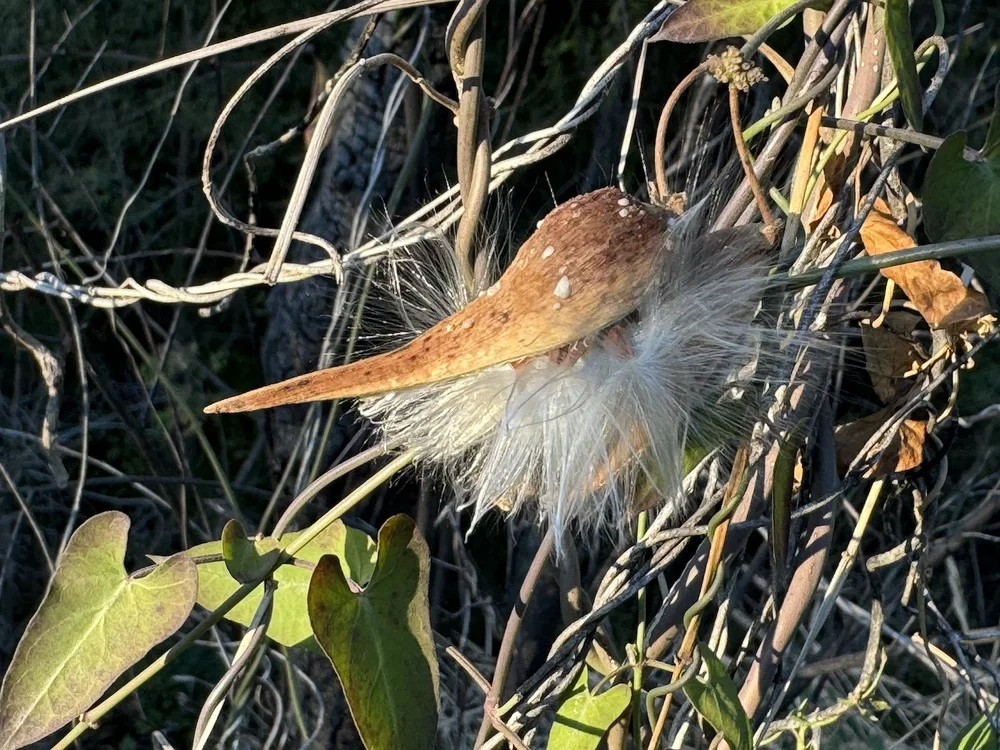  Seed pods from  Climbing Milkweed  ( Funastrum cynanchoides)  