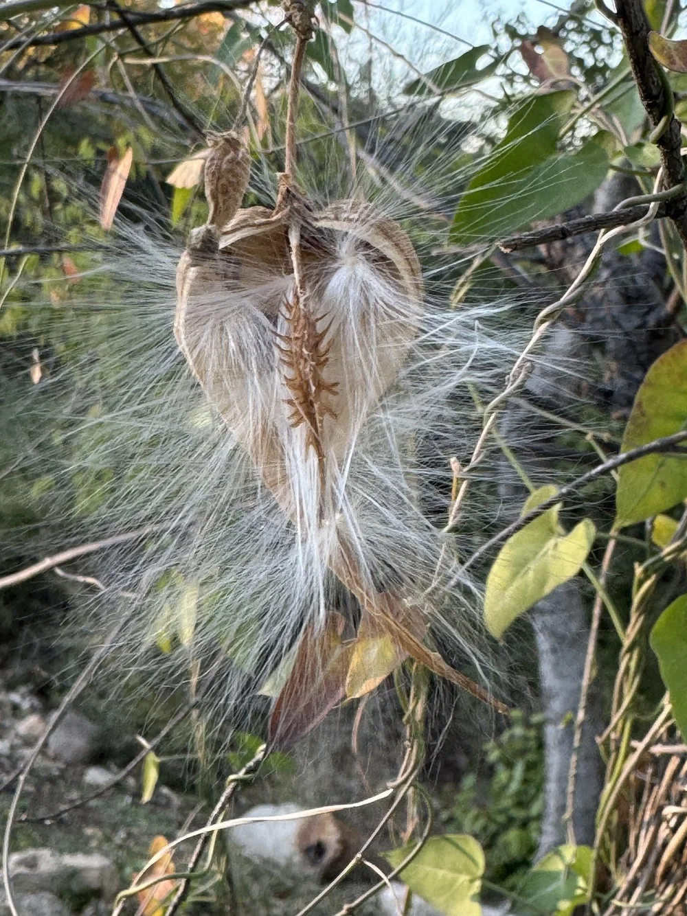   Climbing Milkweed   (Funastrum cynanchoides)  is uncommon at Tandy Hills. 