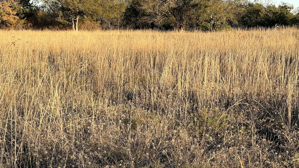  A large tract of  Slim Tridens Grass  ( Tridentopsis mutica)  covering the one of the View Street meadows. 