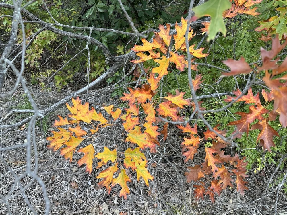  A touch of fall color on an Oak tree in late November, but as of 11/28, the trees were still holding most of their green leaves. 
