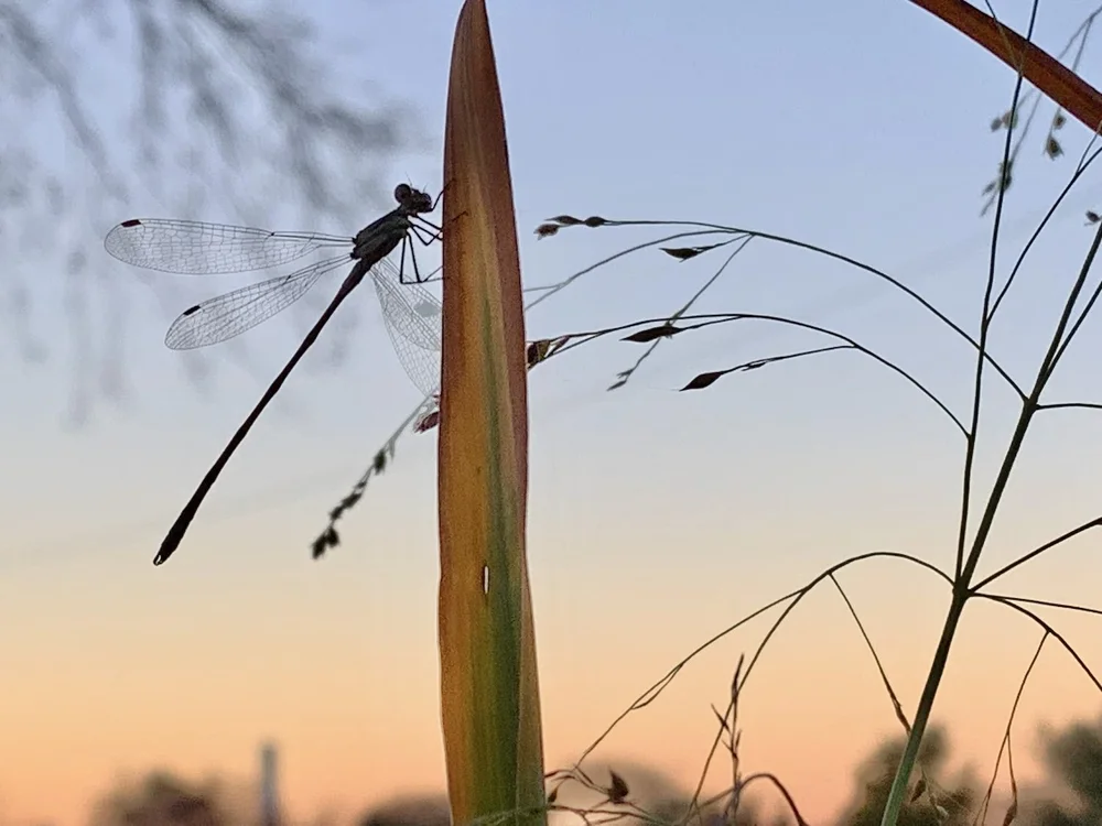   Great+Spreadwing  ( Archilestes+grandis ) 