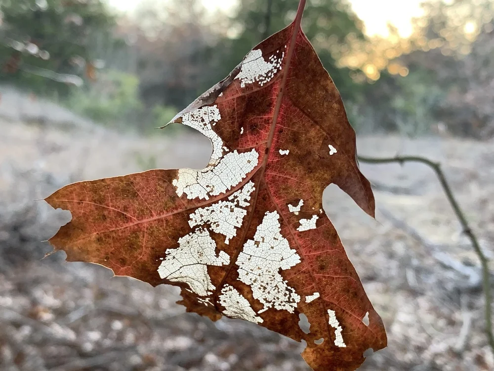  A well-loved Oak leaf. 