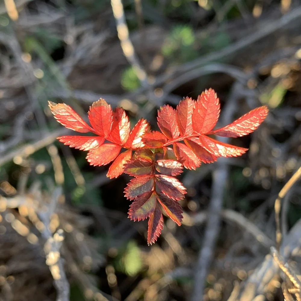  Brand new leaves of a  White Prairie Rose  ( Rosa foliolosa )  
