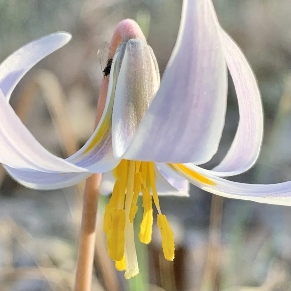   Trout Lilies  are a tiny marvel. 