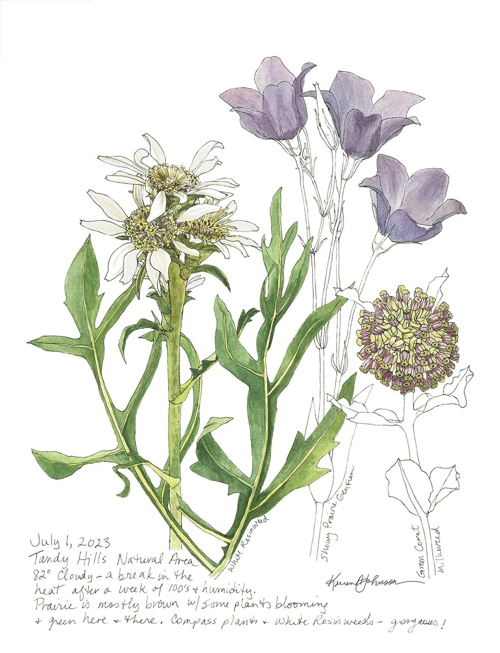  Watercolor &amp; ink drawing, by Karen  A. Johnson , one of the  Prairie Artists of the Month , in 2024. 