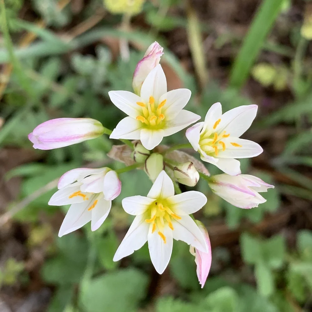   Drummond’s Onion  ( Allium drummondii ) looking perky. 