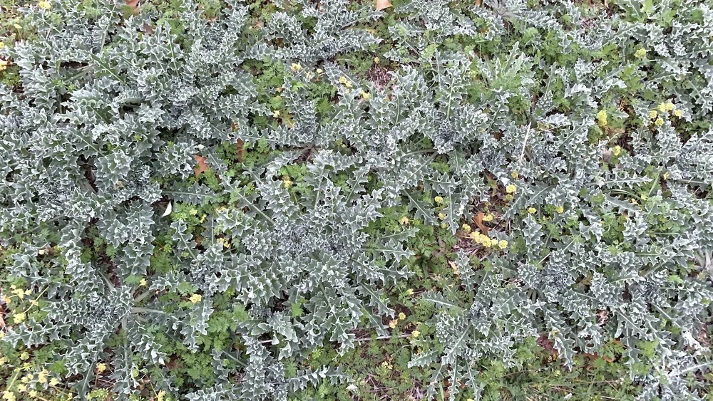  A big stand of  Wavyleaf Thistle  ( Cirsium undulatum ) 