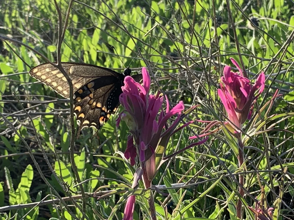   Black Swallowtail butterfly  feeding on an early  Indian Paintbrush . 