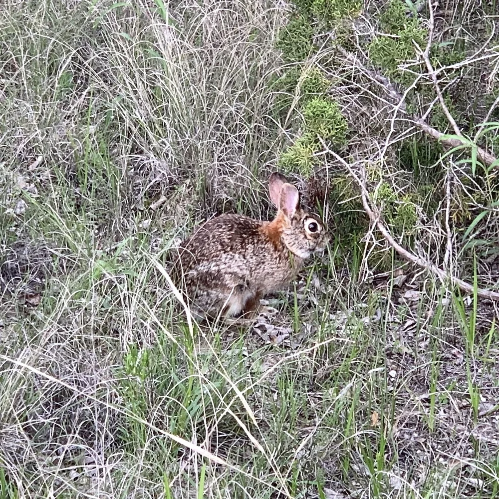   Eastern Cottontail Rabbit  razing quietly on a spring day. 