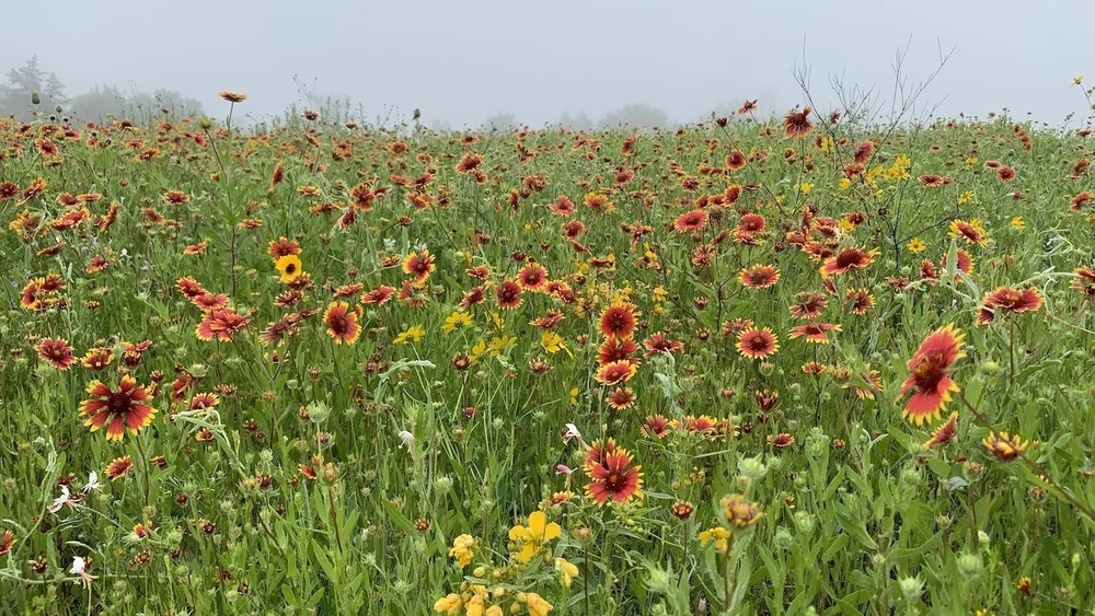 A foggy morning helped the  Indian Blanket -filled meadows look almost costal. 