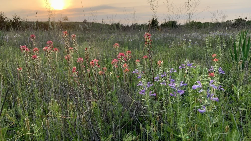  The Outdoor Classroom meadow is overflowing with bio-diversity in this idyllic, mid-April view. 