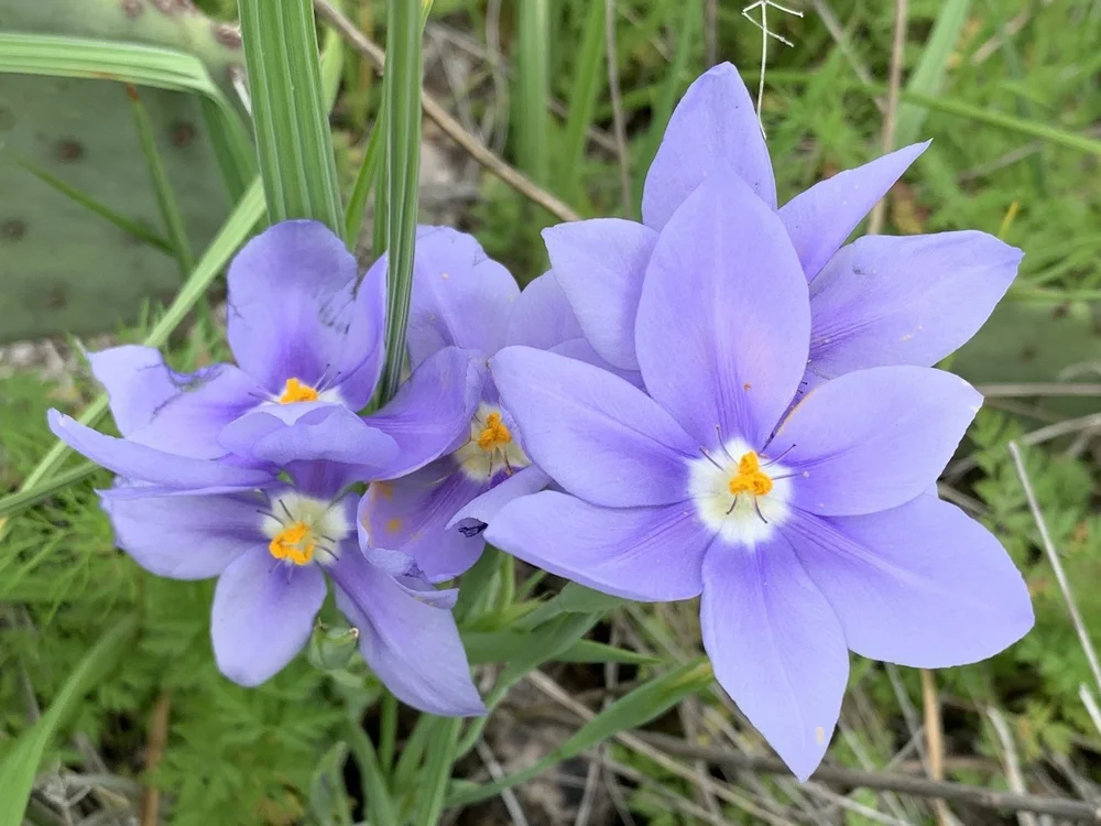 The main colony of  Prairie Pleatleaf  ( Nemastylis geminiflora ) had hundreds of blooms in 2024.  