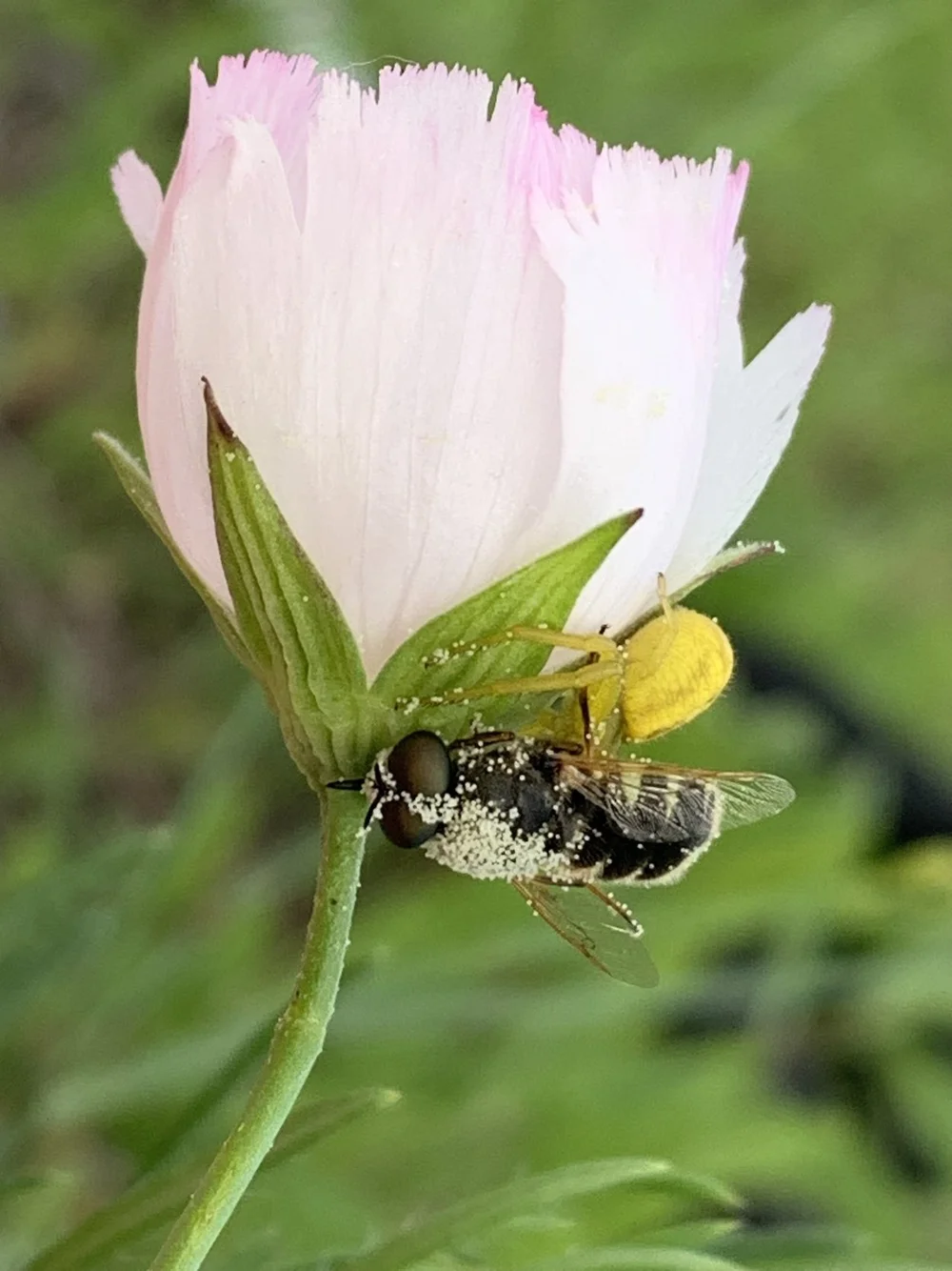   Crab Spider  consuming a  Soldier Fly . 