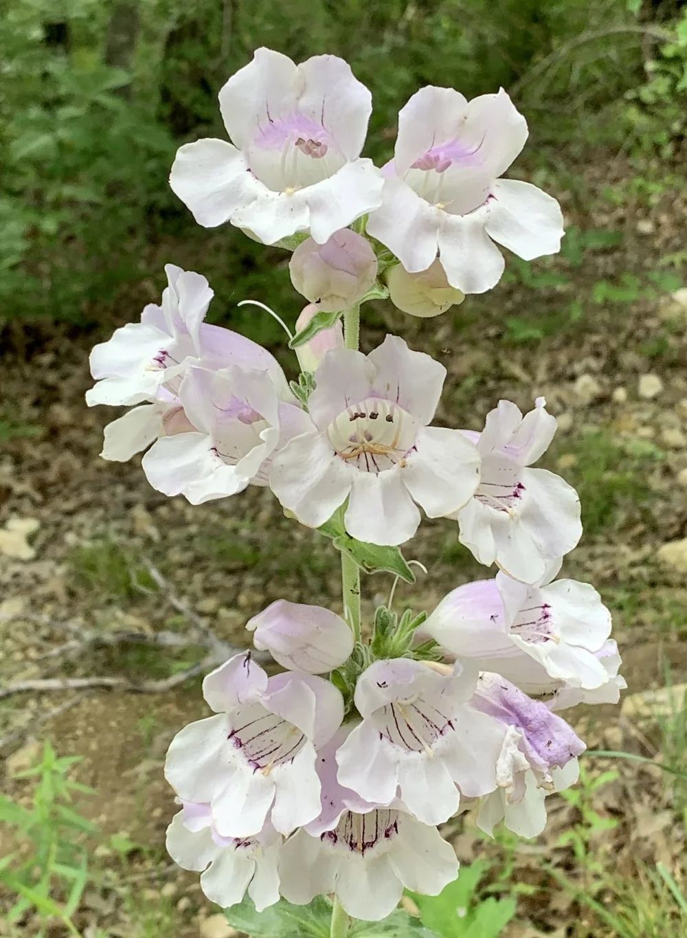  An unusually handsome specimen of  Cobaea Beardtongue  ( Penstemon cobaea).  