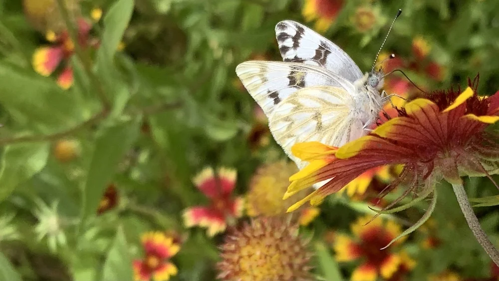   Checkered White Butterfly  ( Pontia protodice)  is a beautiful creature. 